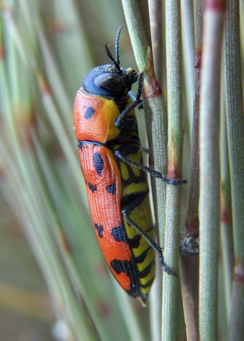 Spagna: La regione  de Monegros, paradiso entomologico